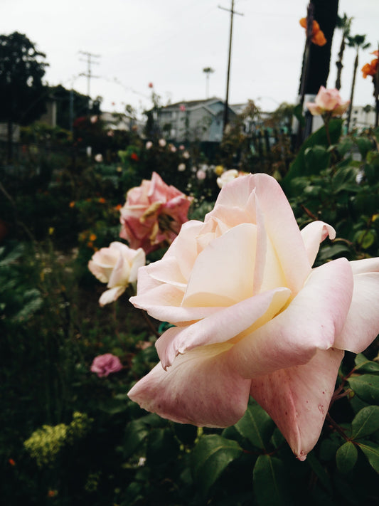 The meaning behind different blooms