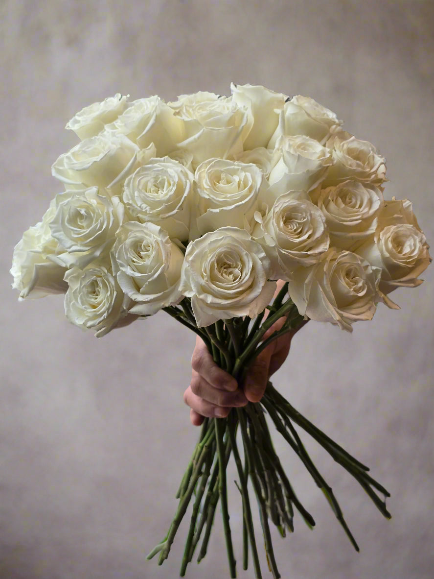 24 white Roses