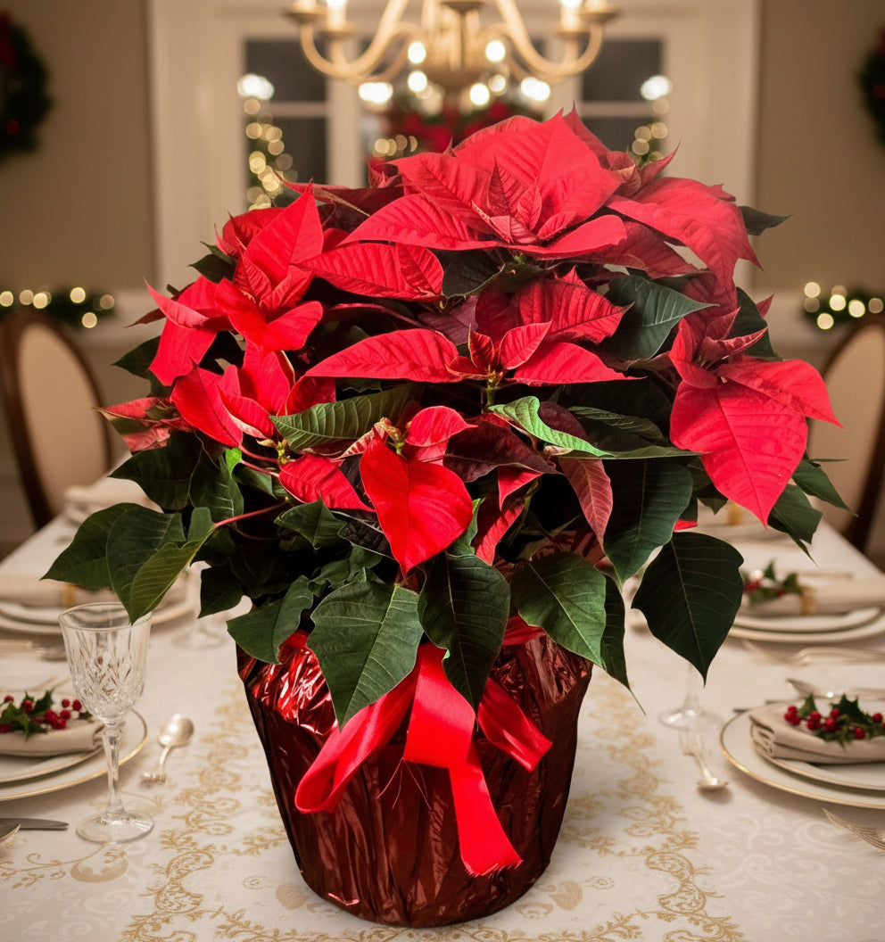 Poinsettia