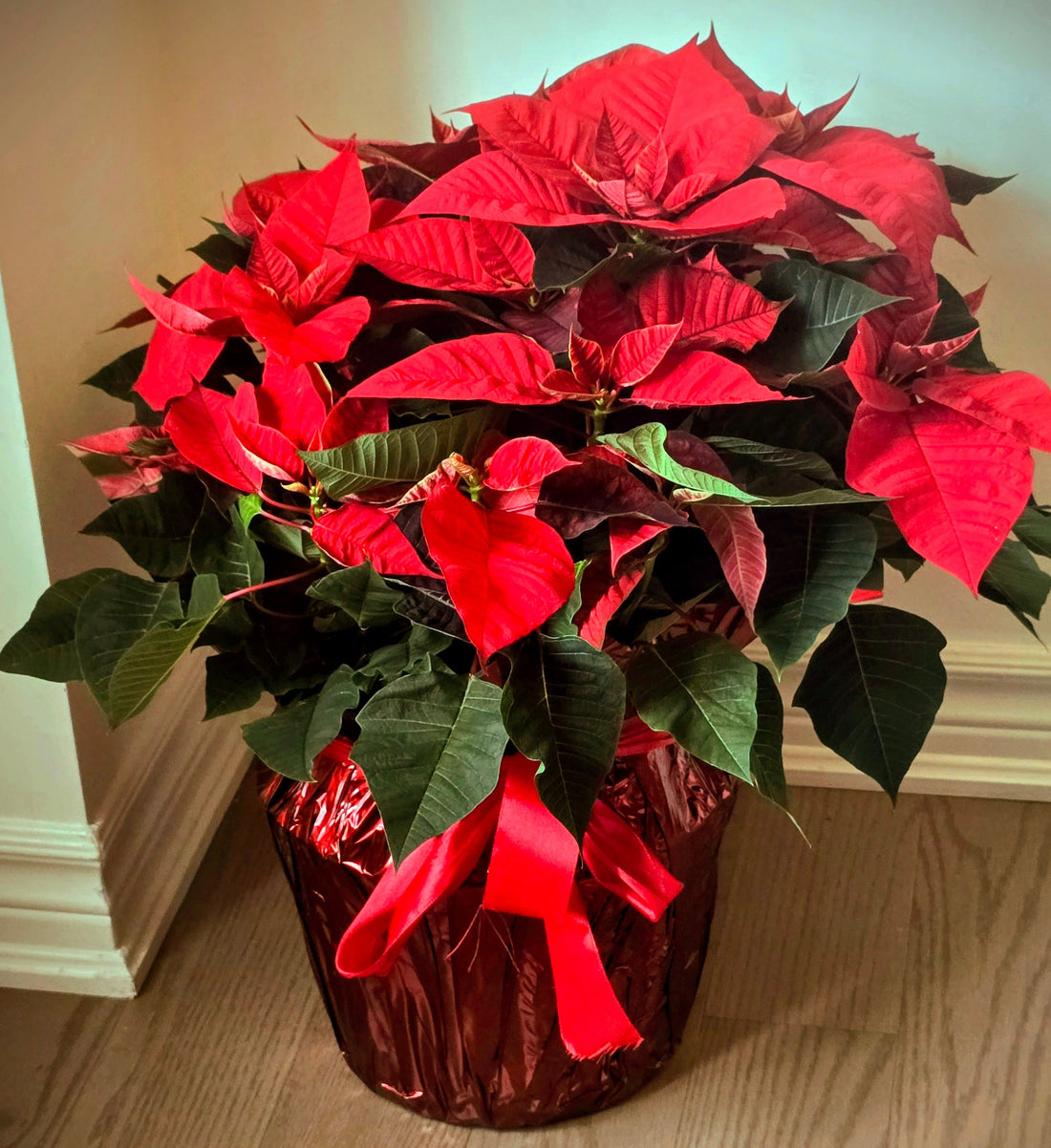 Christmas Flowers