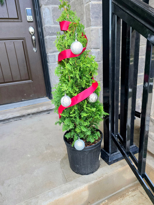 Decorative Cedar Tree