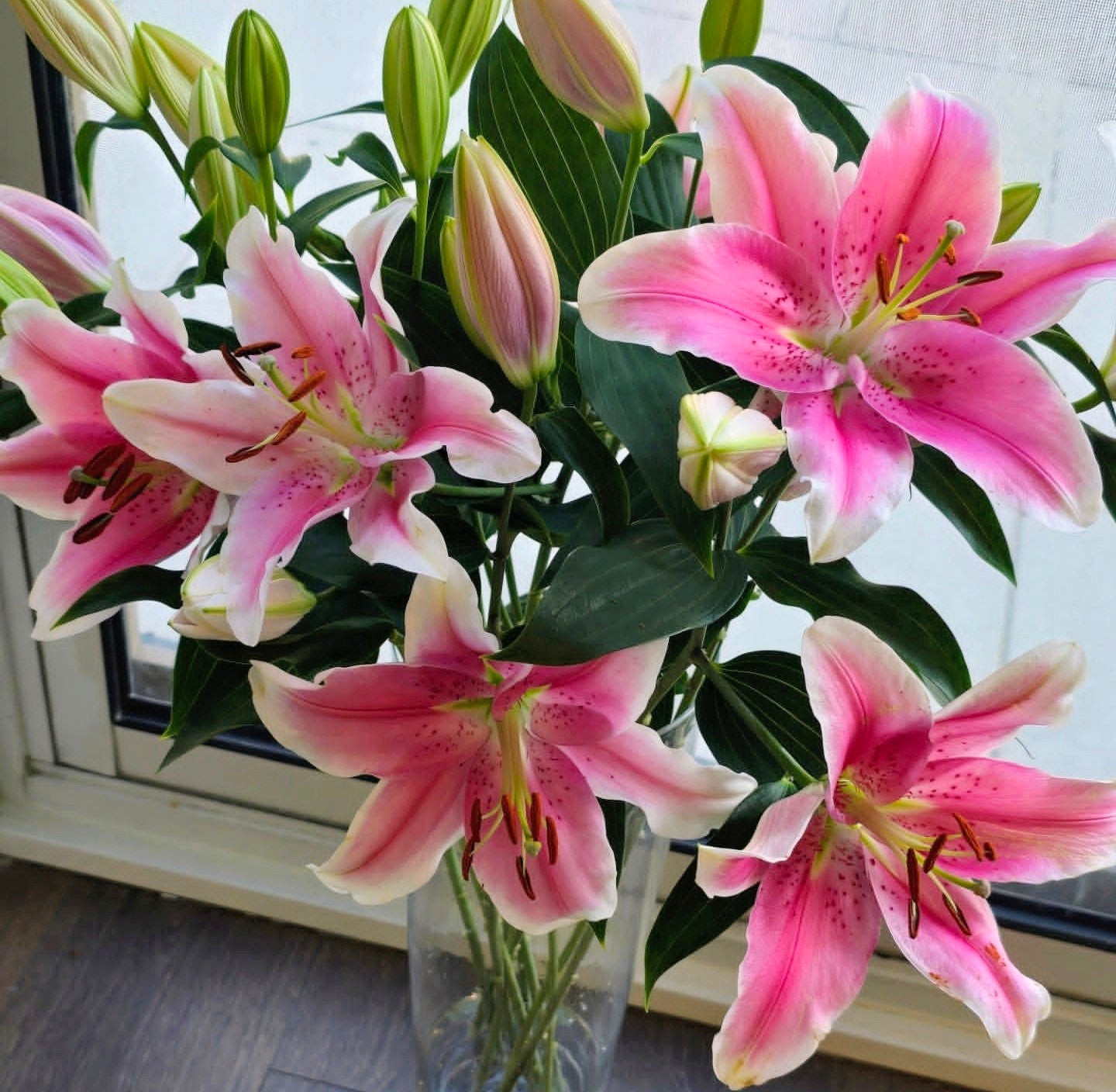 Lilies