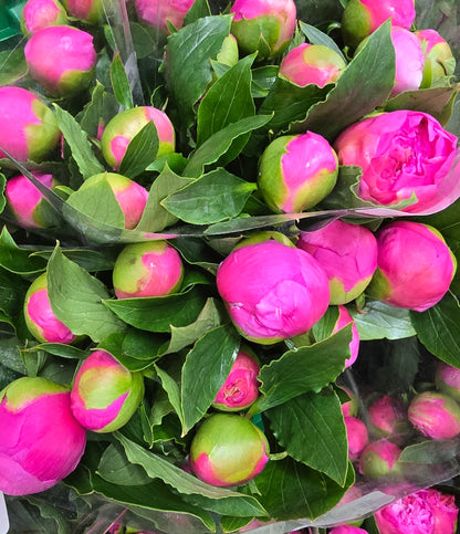 Peonies Bouquet