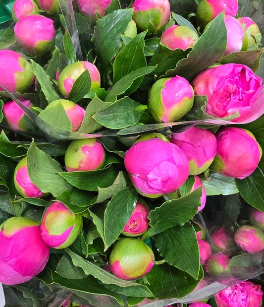 Peonies Bouquet